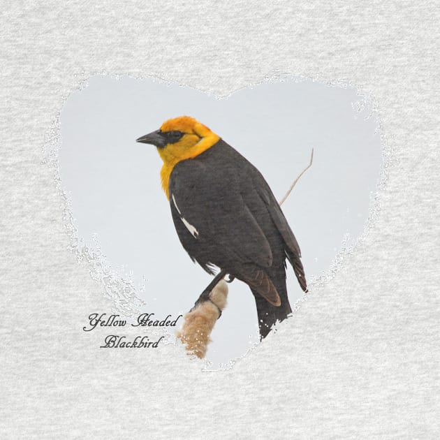 Yellow Headed Blackbird by Whisperingpeaks